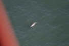 Missing Picture